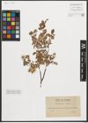 Foto von Salix pyrenaica Gouan